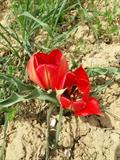 Tulipa systola